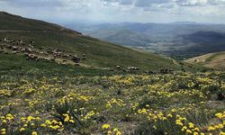 Bayburt'un yaylaları doğaseverleri bekliyor