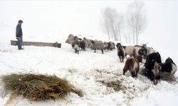 Muş'un köylerinde yaşayan besicilerin zorlu mesaisi