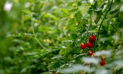 Türk tarımı, yatırımcılar için birçok alanda cazip imkanlar barındırıyor