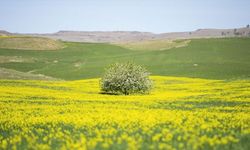 Tunceli'de yabani hardal çiçekleri tarlaları sarıya bürüdü