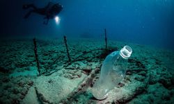 Plastik atıklar denizlerde biyoçeşitliliği olumsuz etkiliyor