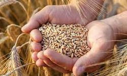 Ukrayna uyarıyor! Tonlarca tahıl kaybedilecek!