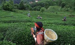 Bakan Kirişci: Çay üreticisine 749,4 milyon lira budama tazminatı ödemesi başladı